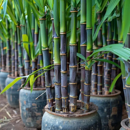 Black Sugarcane Seeds – 500-Seed Pack – product image 1