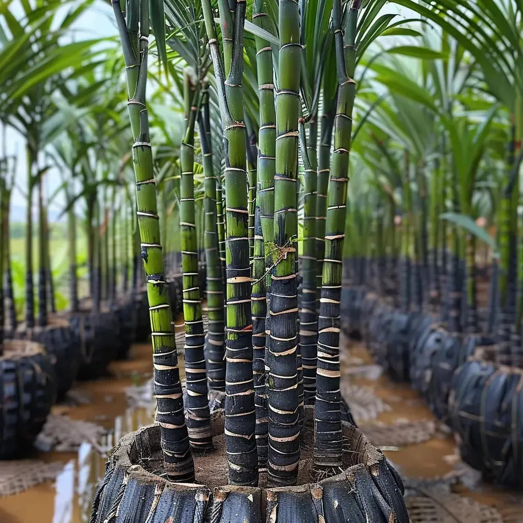 Black Sugarcane Seeds – 500-Seed Pack – product image 2