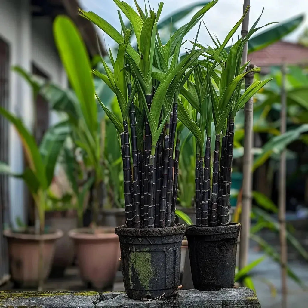 Black Sugarcane Seeds – 500-Seed Pack – product image 3