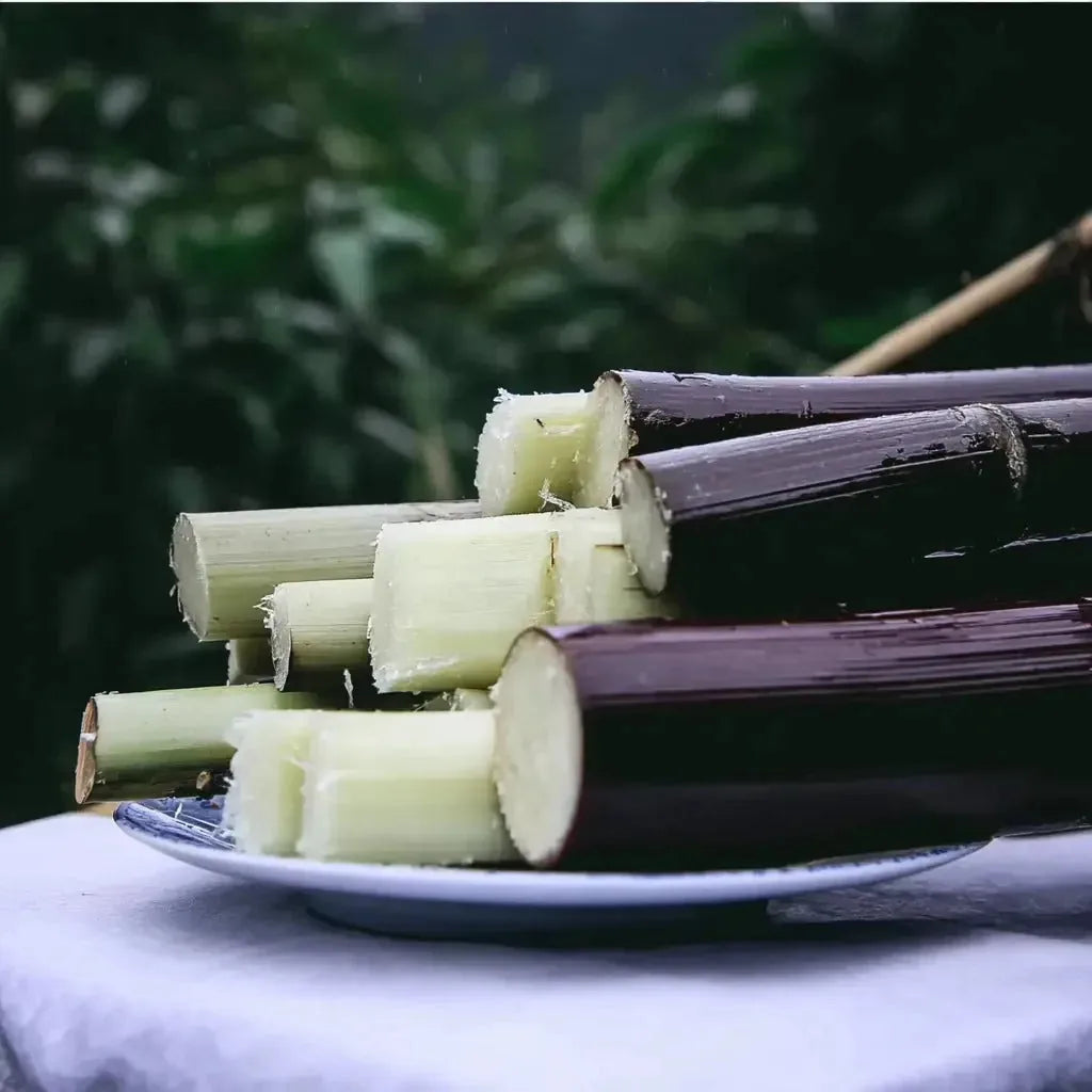 Black Sugarcane Seeds – 500-Seed Pack – product image 4