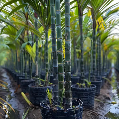 Black Sugarcane Seeds – 500-Seed Pack – product image 7