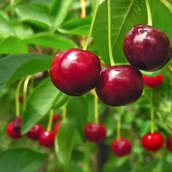 Sweet Cherry Seeds – 200-Seed Home Growing Pack – product image 3
