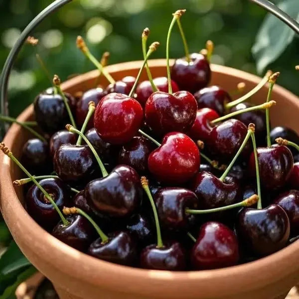 Sweet Cherry Seeds – 200-Seed Home Growing Pack – product image 4