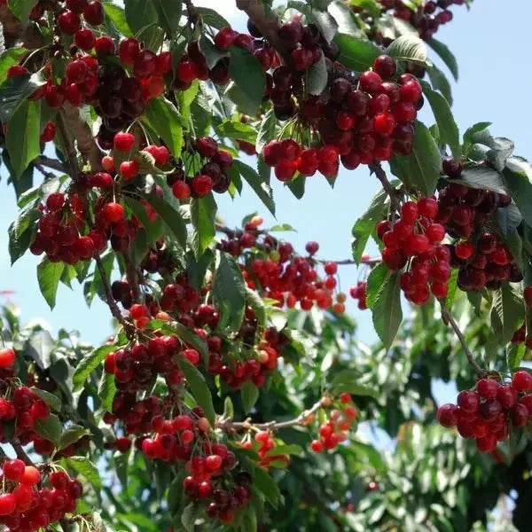 Sweet Cherry Seeds – 200-Seed Home Growing Pack – product image 6