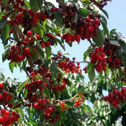 Sweet Cherry Seeds – 200-Seed Home Growing Pack – product image 6