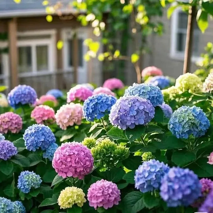 Mixed-Color Hydrangea Seeds – 500-Seed Garden Pack – product image 1