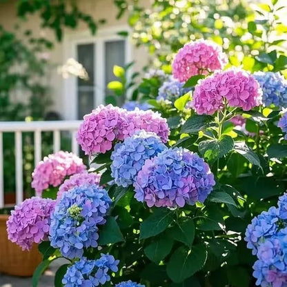 Mixed-Color Hydrangea Seeds – 500-Seed Garden Pack – product image 2
