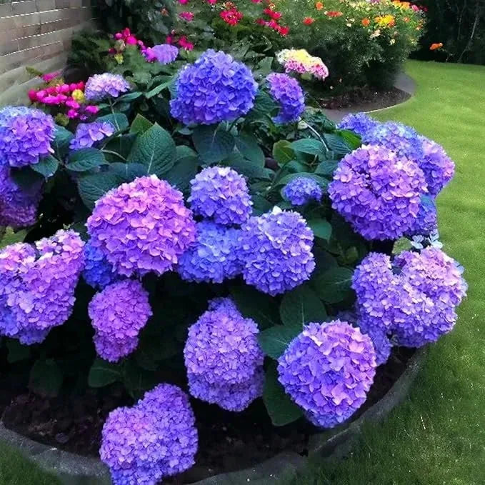 Mixed-Color Hydrangea Seeds – 500-Seed Garden Pack – product image 4
