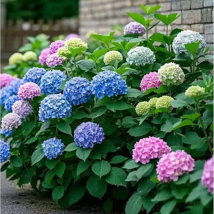 Mixed-Color Hydrangea Seeds – 500-Seed Garden Pack – product image 5
