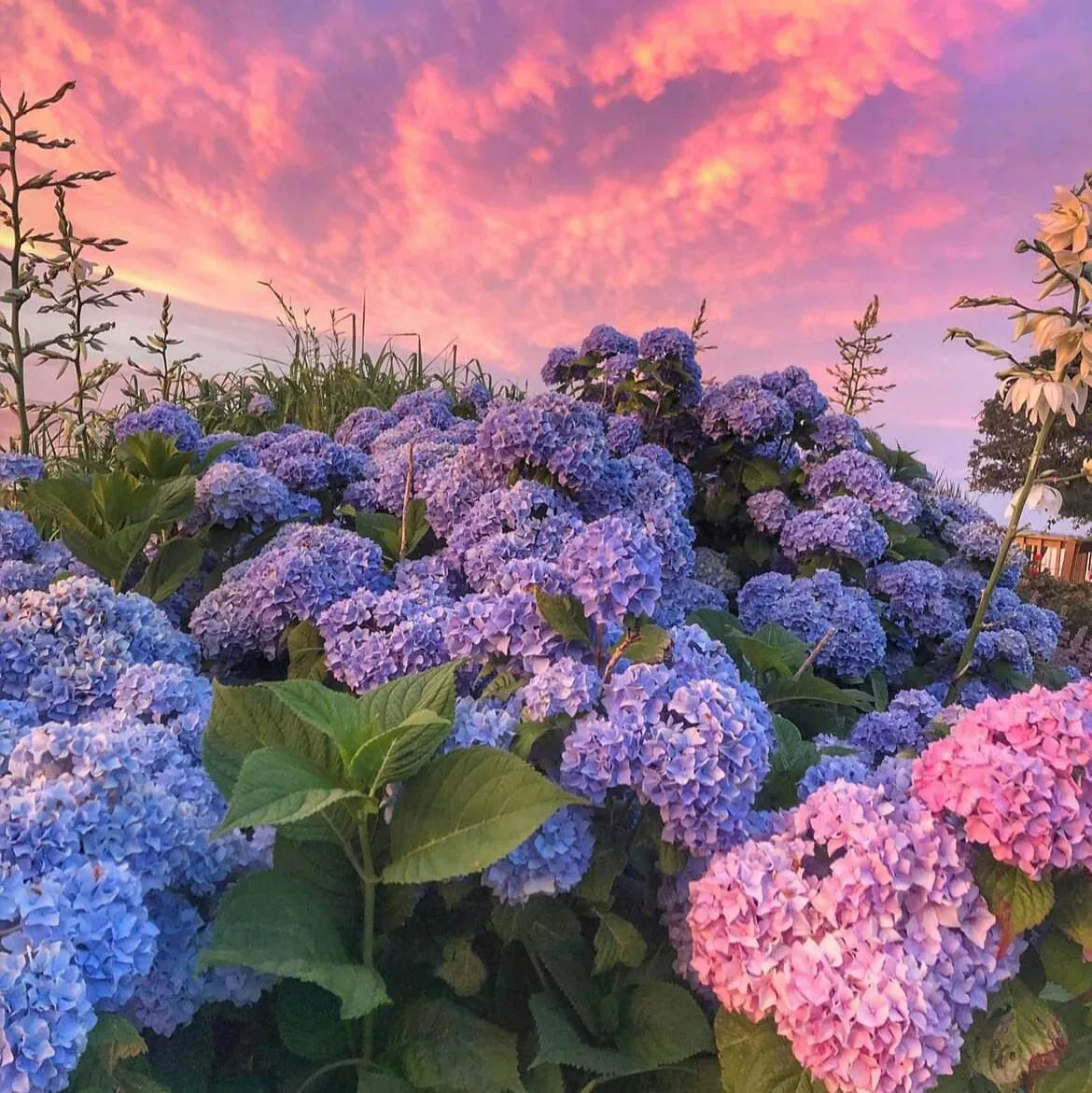Mixed-Color Hydrangea Seeds – 500-Seed Garden Pack – product image 6