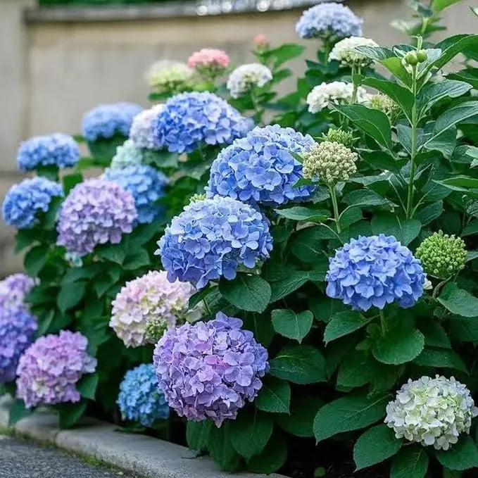 Mixed-Color Hydrangea Seeds – 500-Seed Garden Pack – product image 7