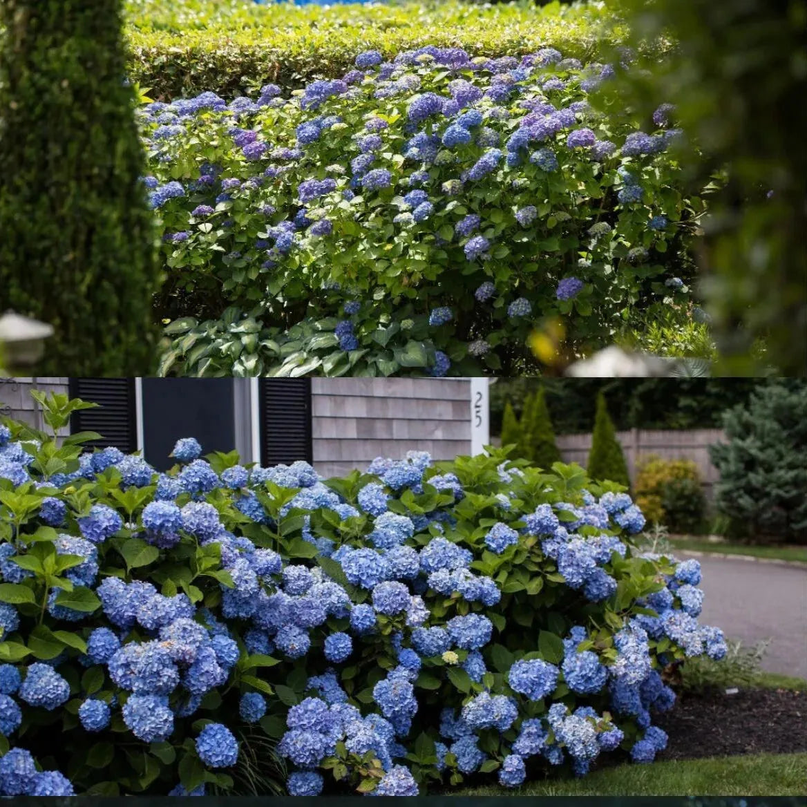 Mixed-Color Hydrangea Seeds – 500-Seed Garden Pack – product image 8