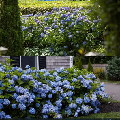 Mixed-Color Hydrangea Seeds – 500-Seed Garden Pack – product image 8